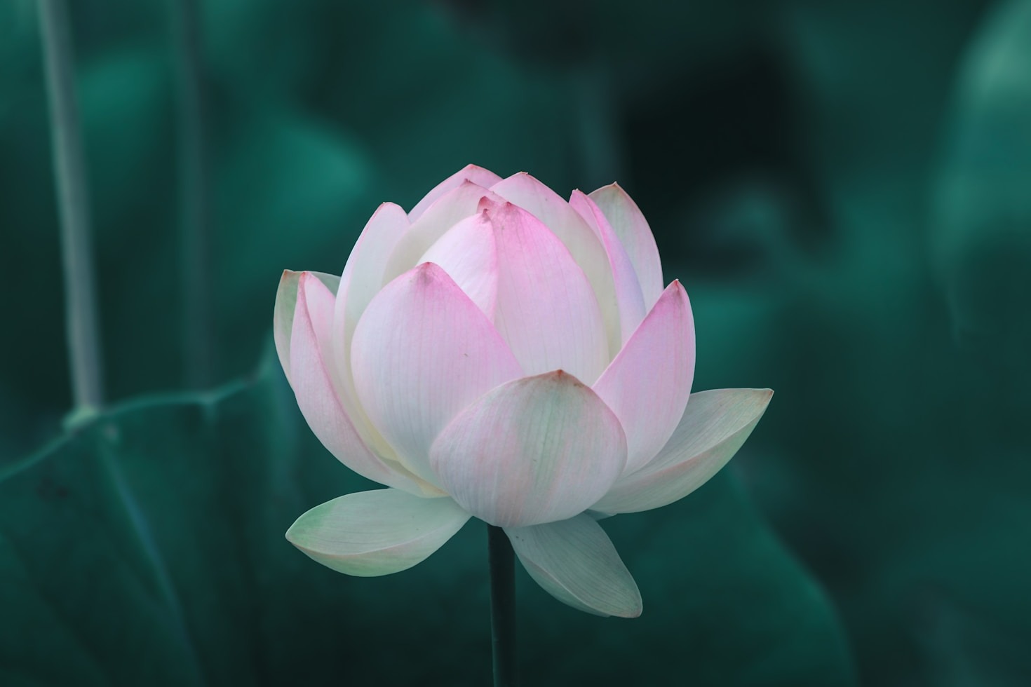 Finding Your Center with Luna Llena Healing